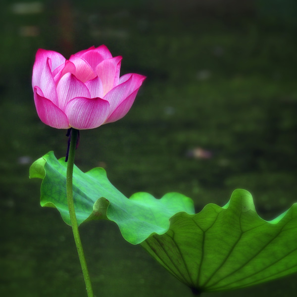 DSC_3475副本.jpg