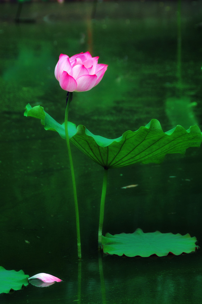 DSC_3523副本.jpg
