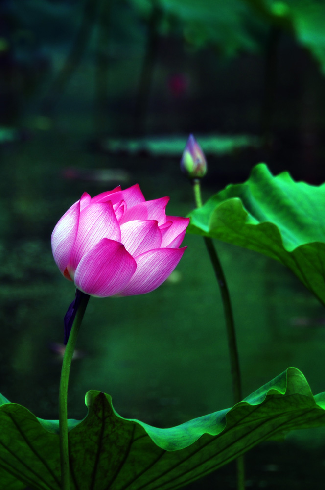 DSC_3541副本.jpg