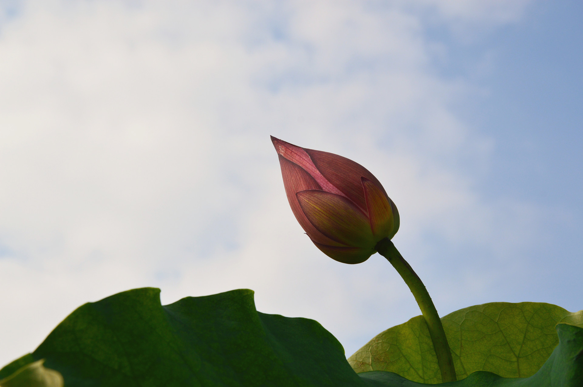 DSC_0251.JPG