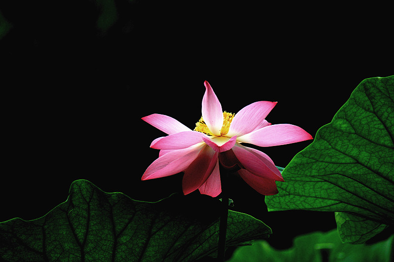 莲荷 005_副本.jpg