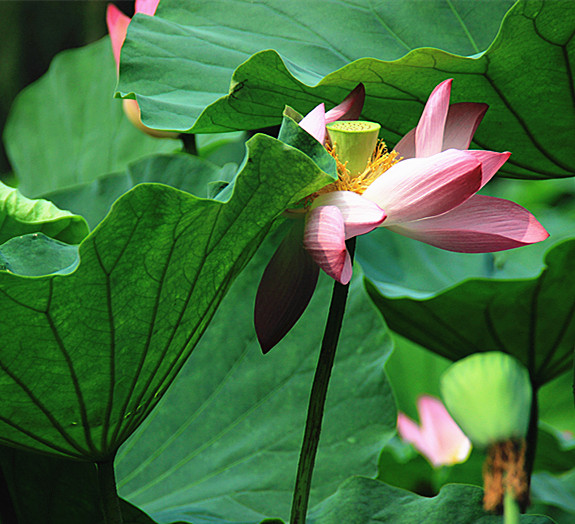 莲荷 020_副本.jpg