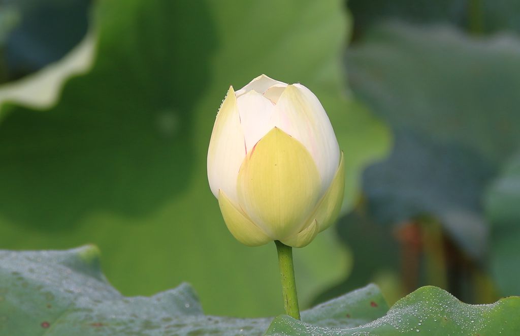 IMG_9194_副本.jpg