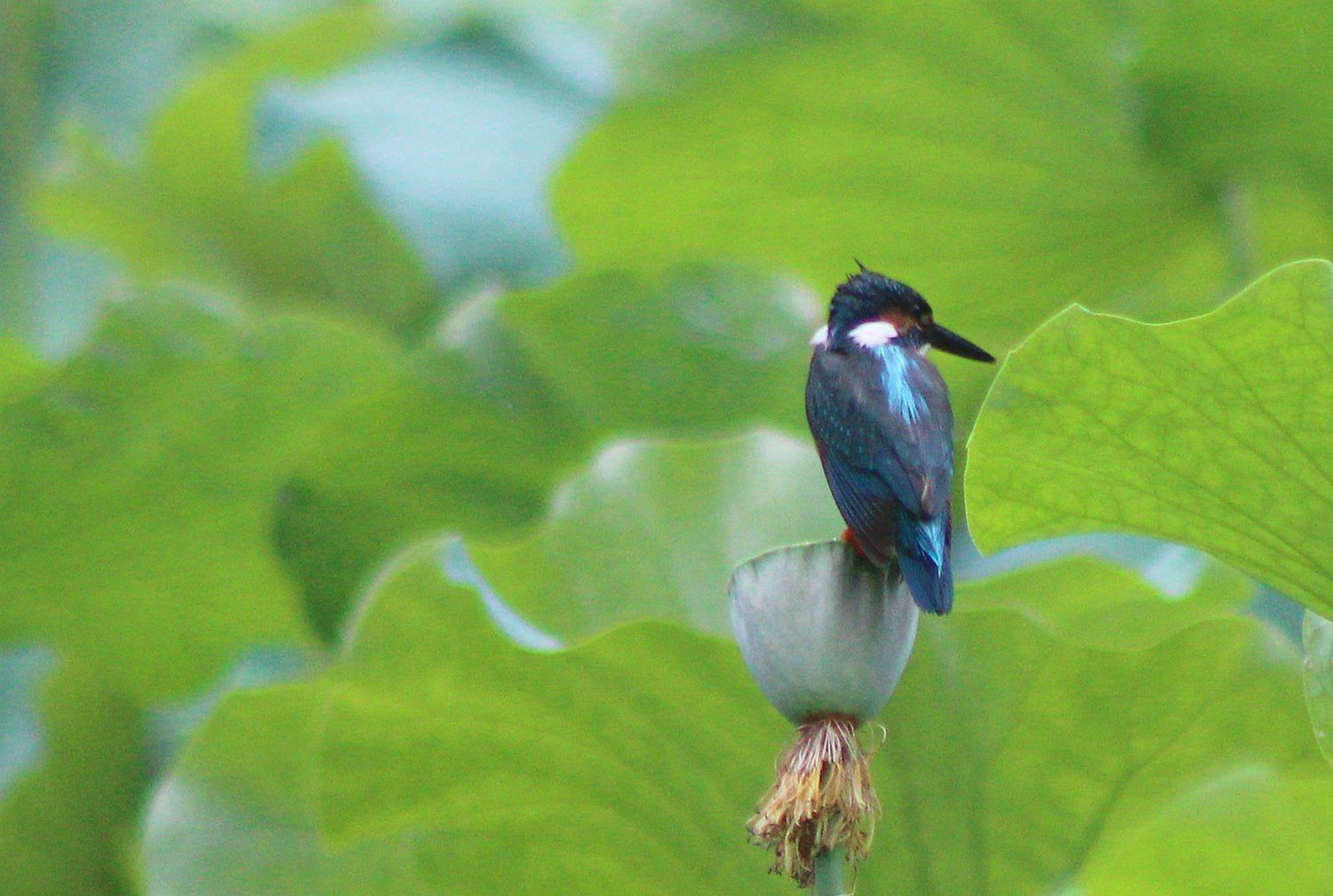 IMG_6254_副本_副本.jpg