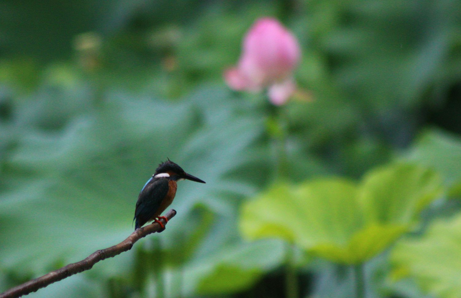 IMG_6346_副本_副本.jpg