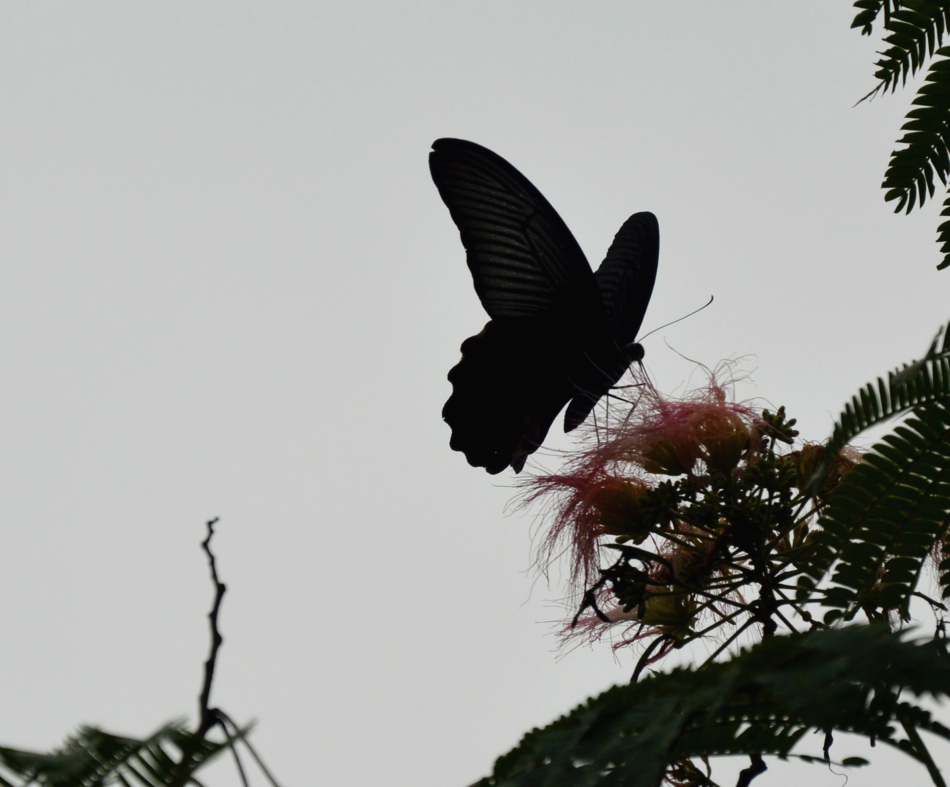 DSC_0076.JPG