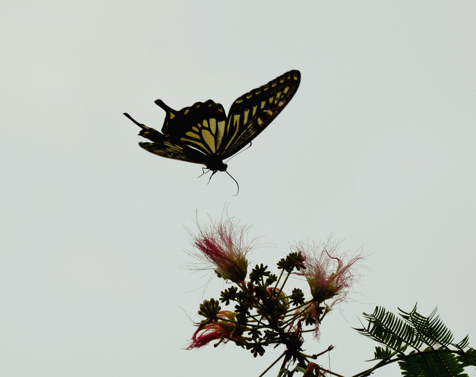 DSC_0101.JPG