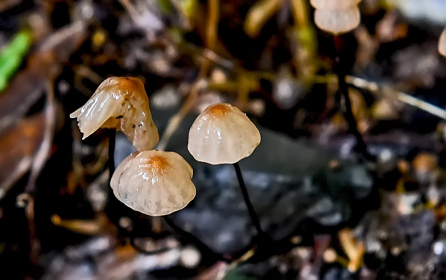 DSC_7421.jpg