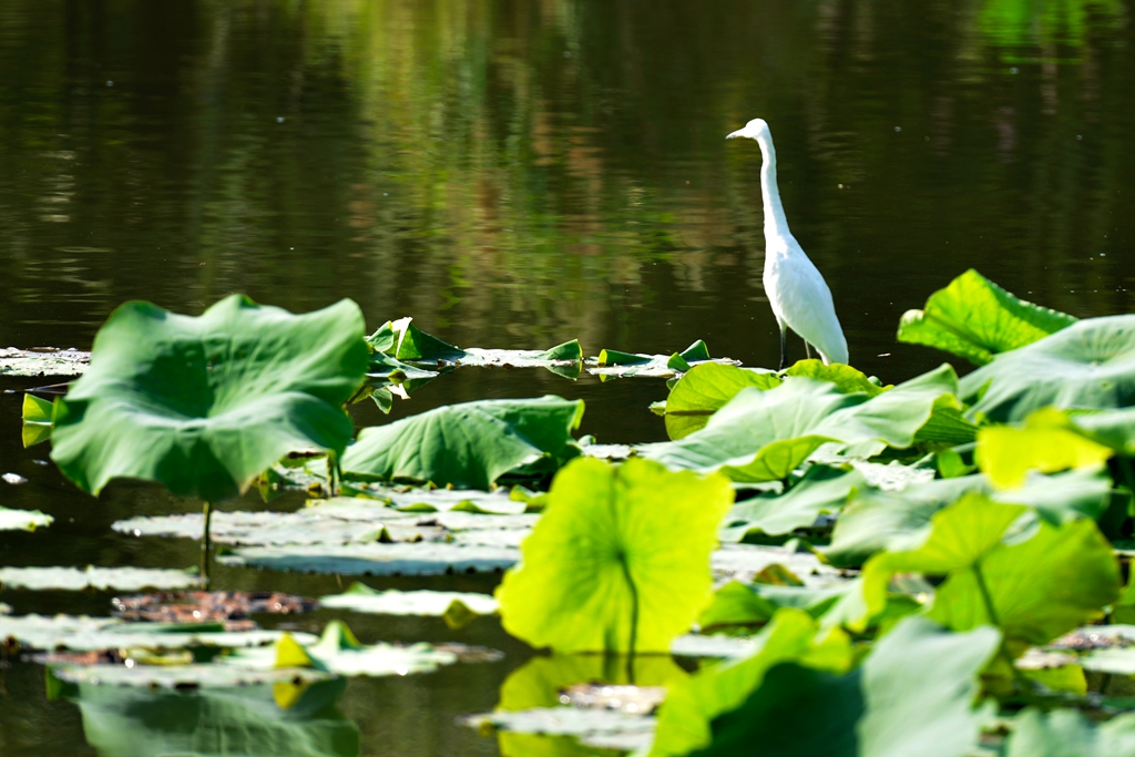 DSC_6829.JPG