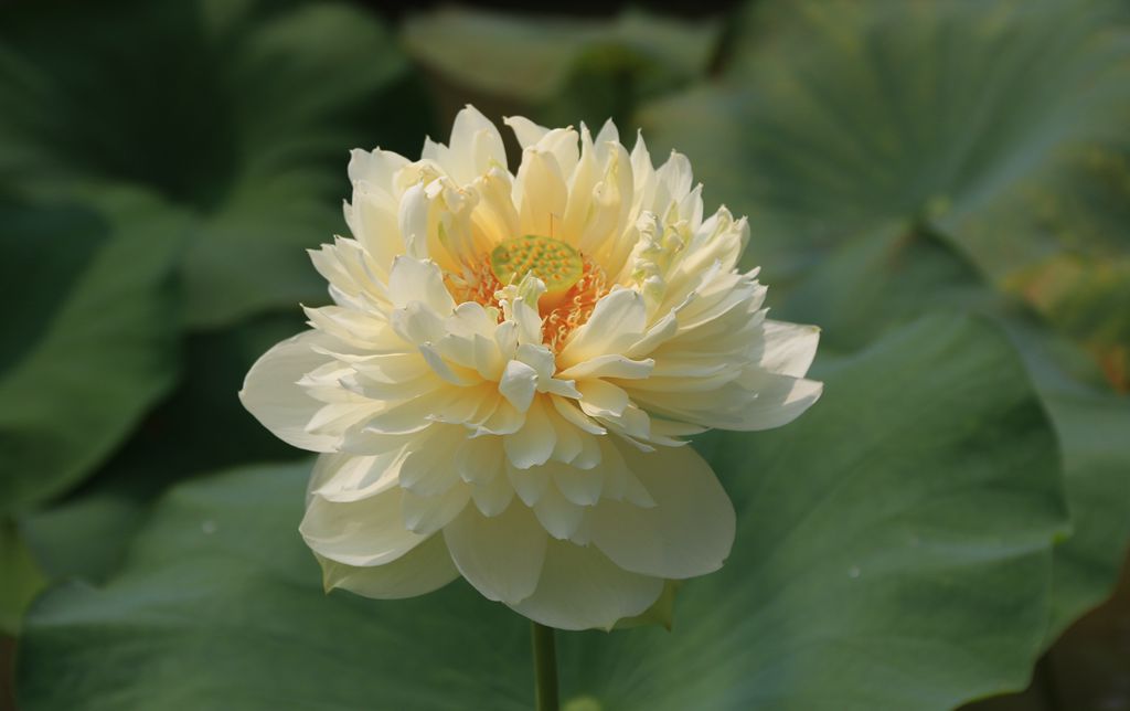 IMG_9501_副本.jpg