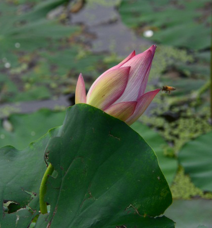 DSC_2763.JPG