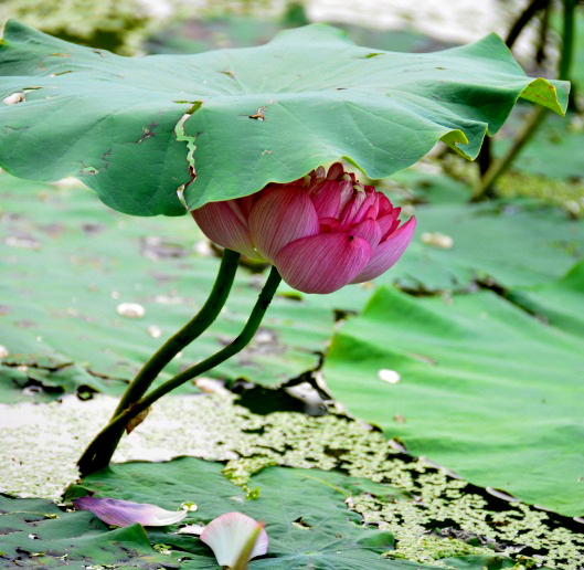 DSC_2771.JPG
