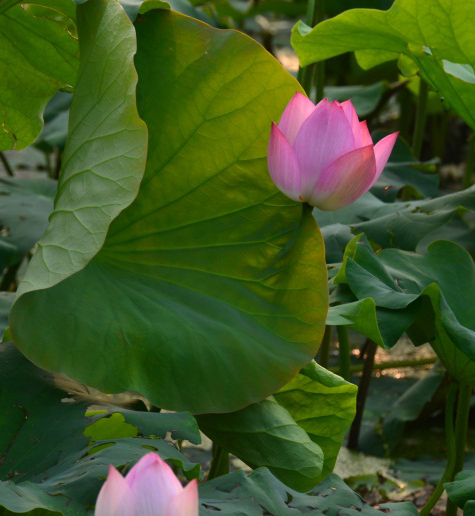 DSC_2780.JPG