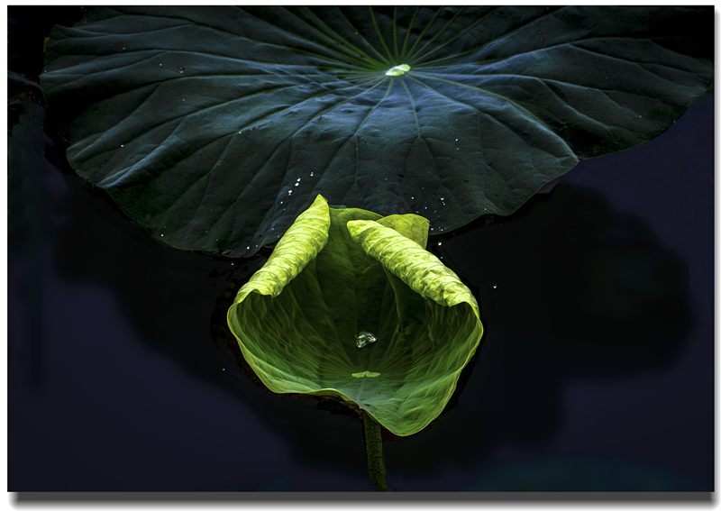 荷语1 雨滴小图.jpg