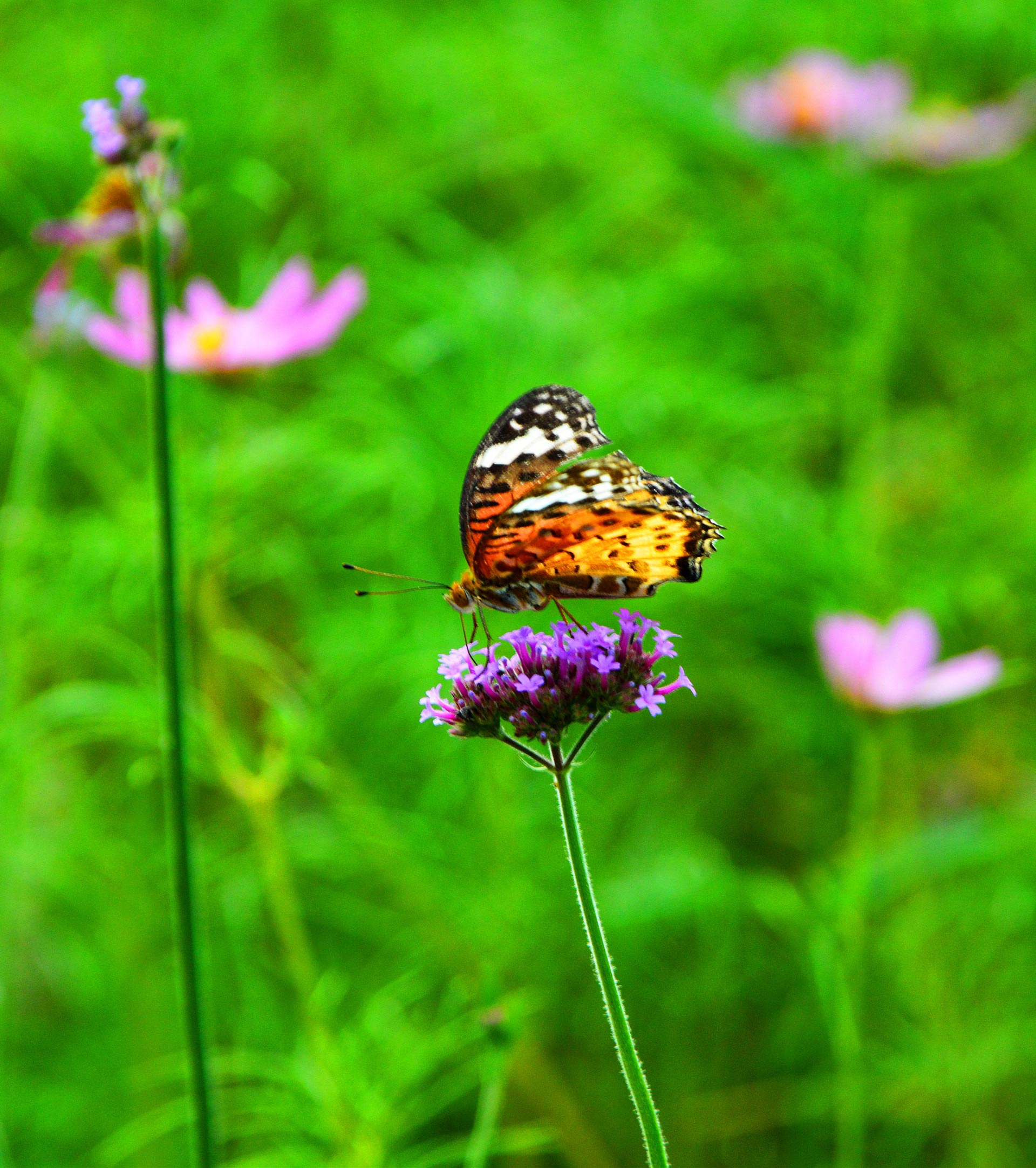 DSC_0642_副本.jpg
