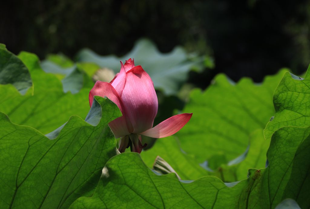 IMG_9746_副本.jpg