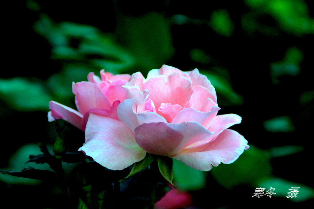 DSC08899.JPG