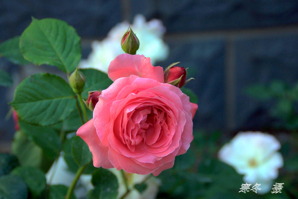 DSC08856.JPG