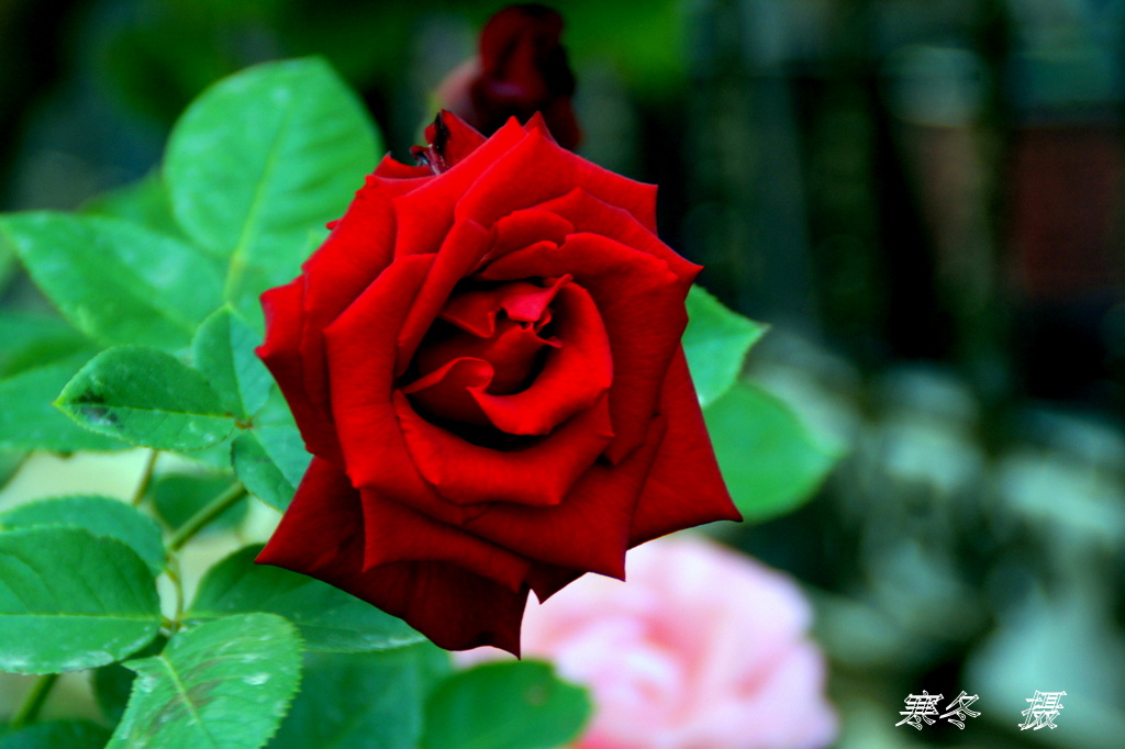 DSC08830.JPG
