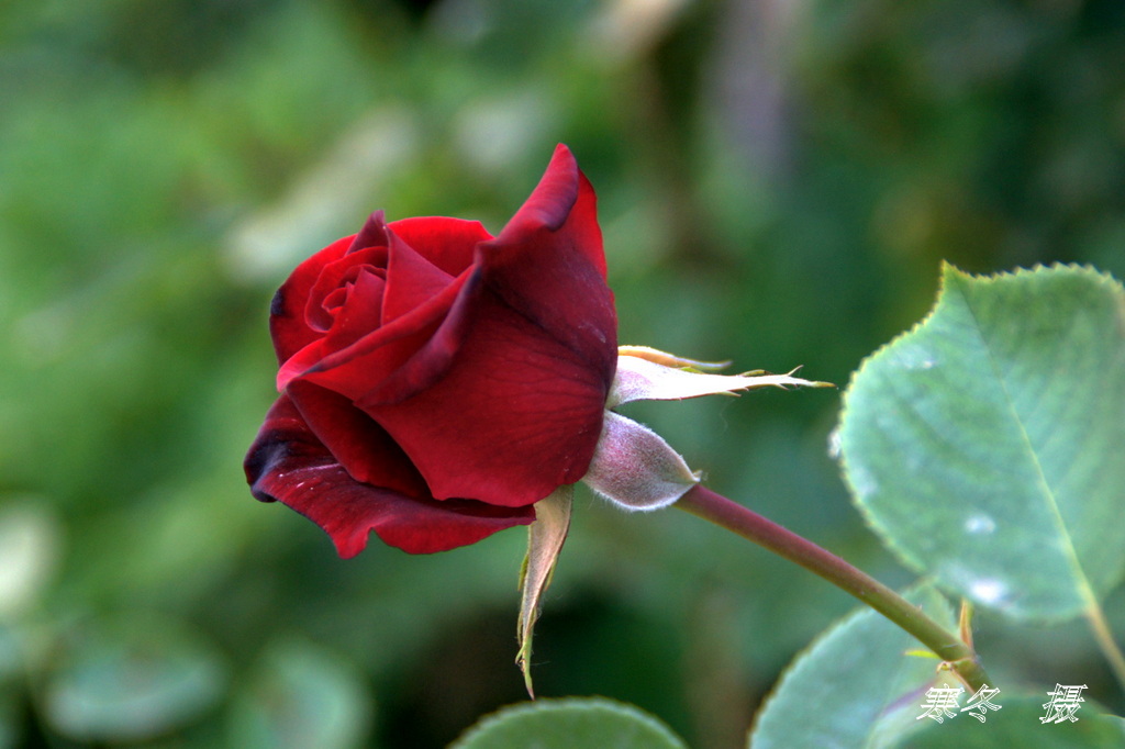 DSC08836.JPG