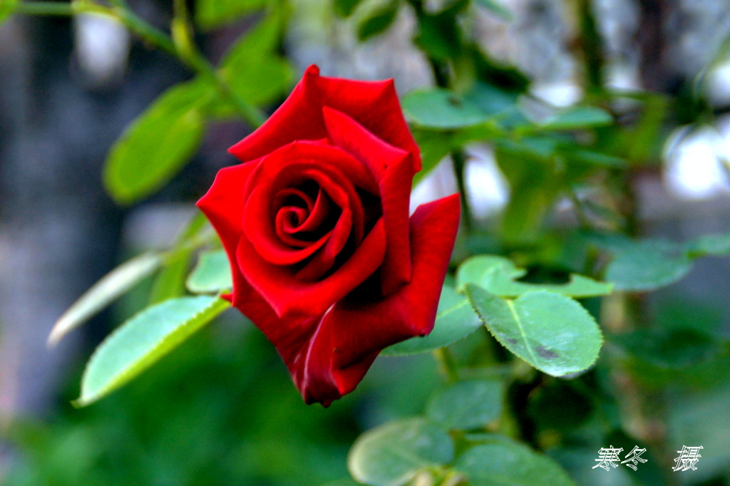 DSC08858.JPG