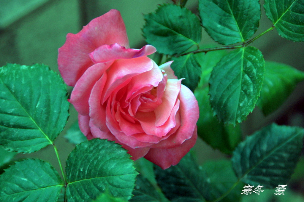 DSC08894.JPG