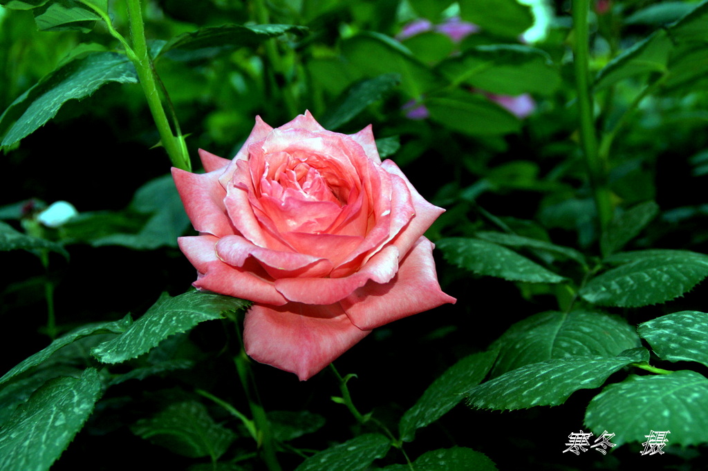 DSC08884.JPG