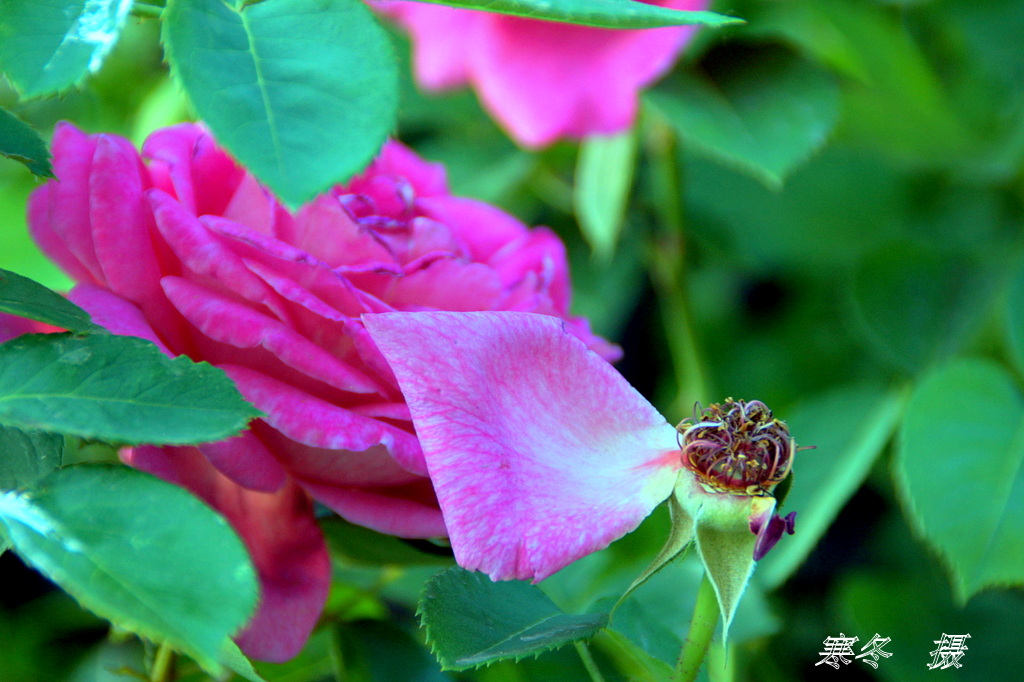 DSC08810.JPG