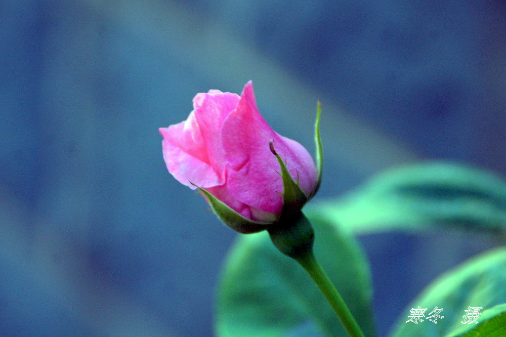 DSC08852.JPG