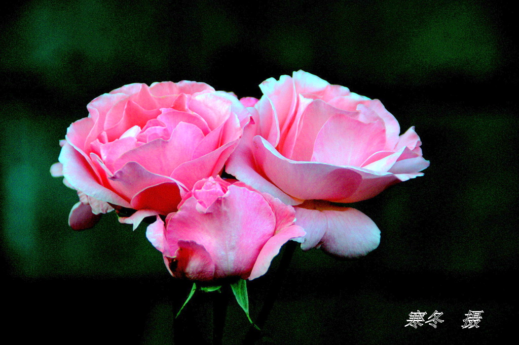 DSC08900.JPG