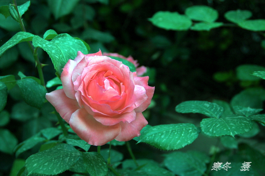 DSC08862.JPG