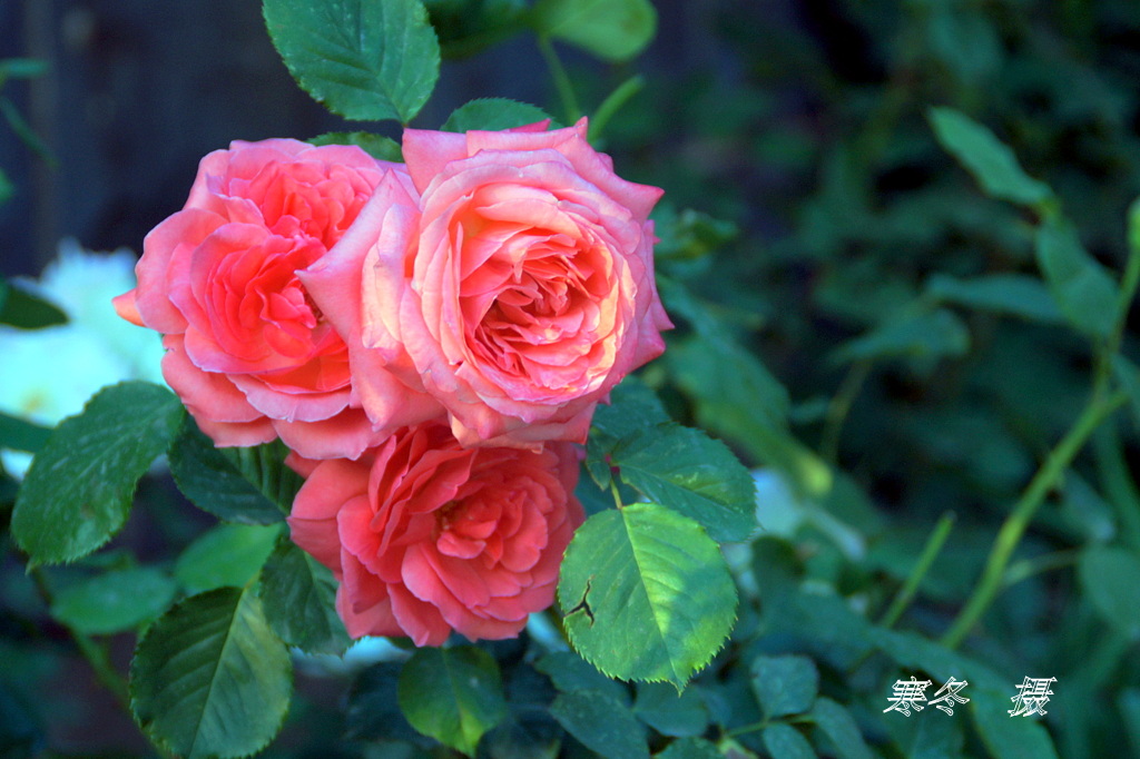 DSC08818.JPG