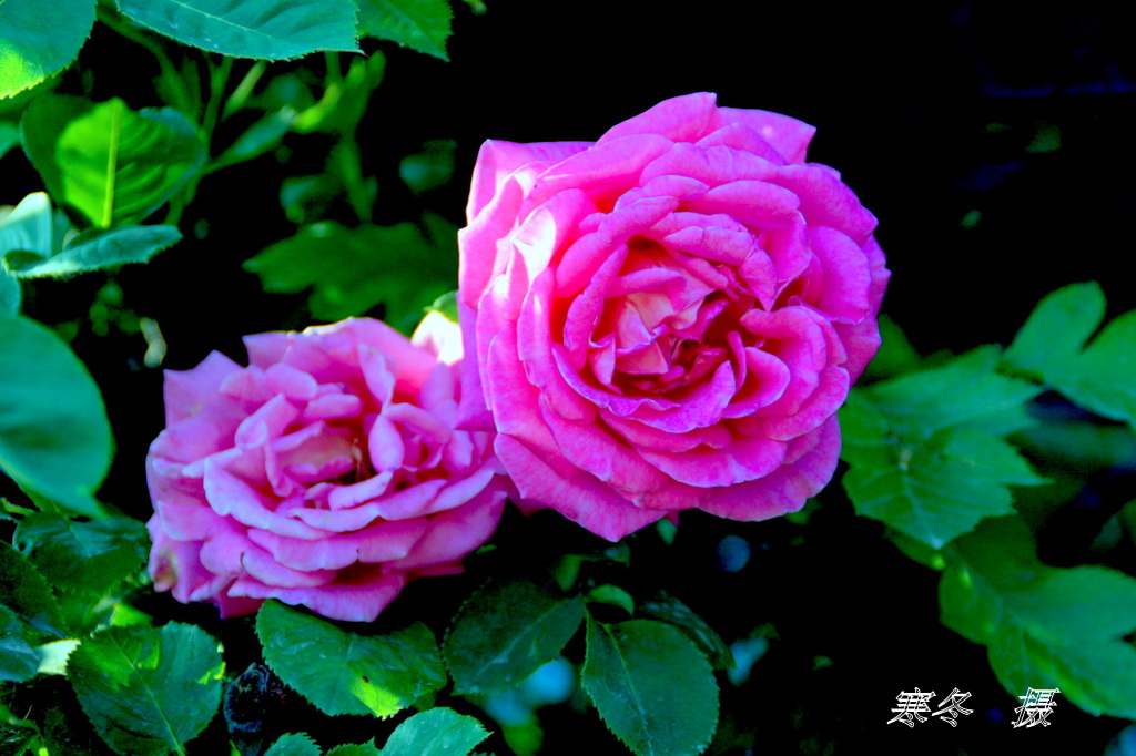 DSC08793.JPG