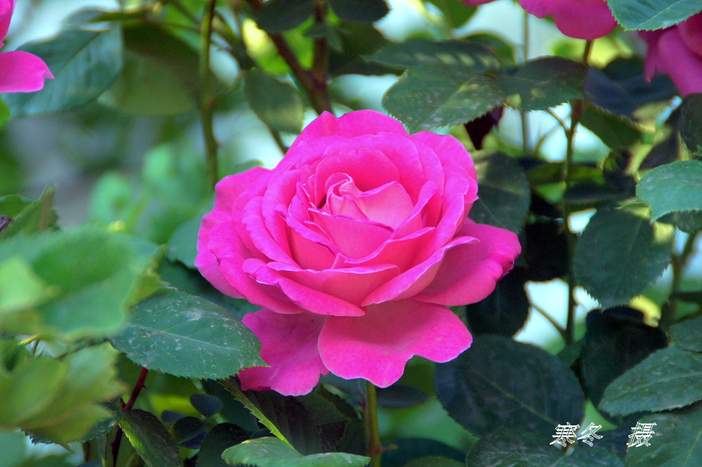 DSC08795.JPG