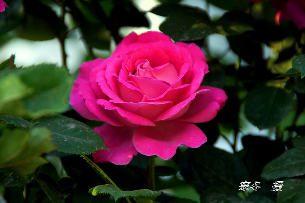 DSC08805.JPG
