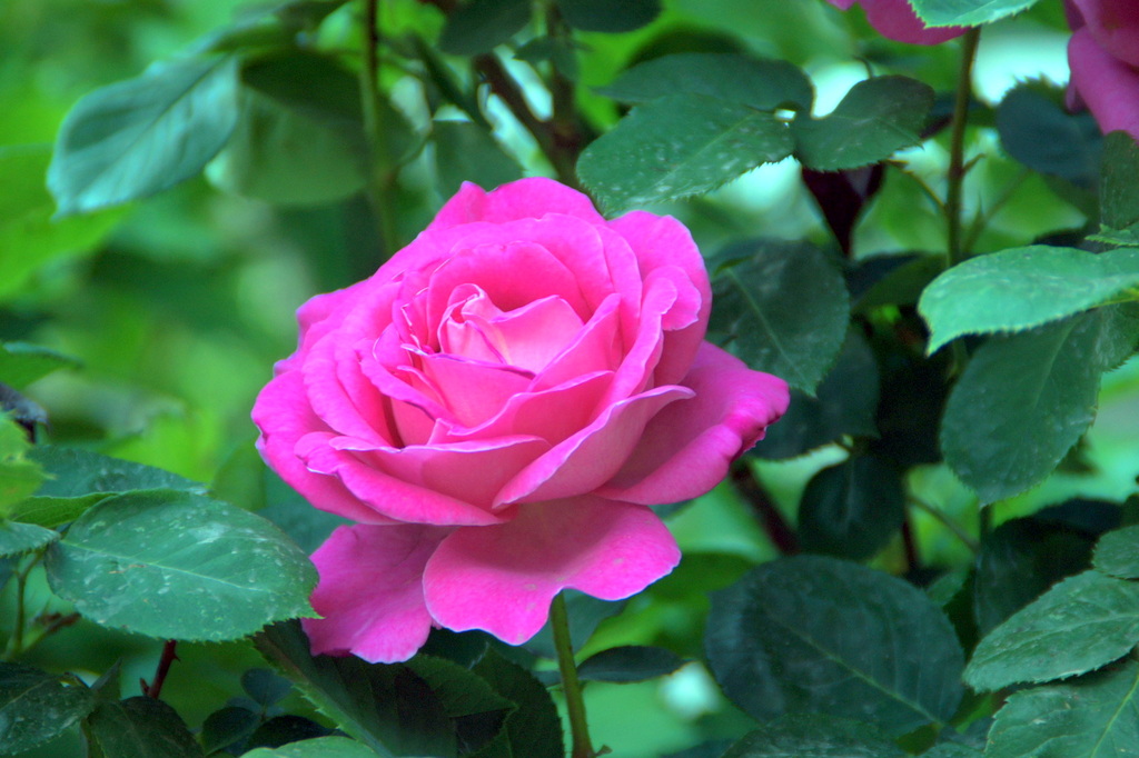 DSC08811.JPG