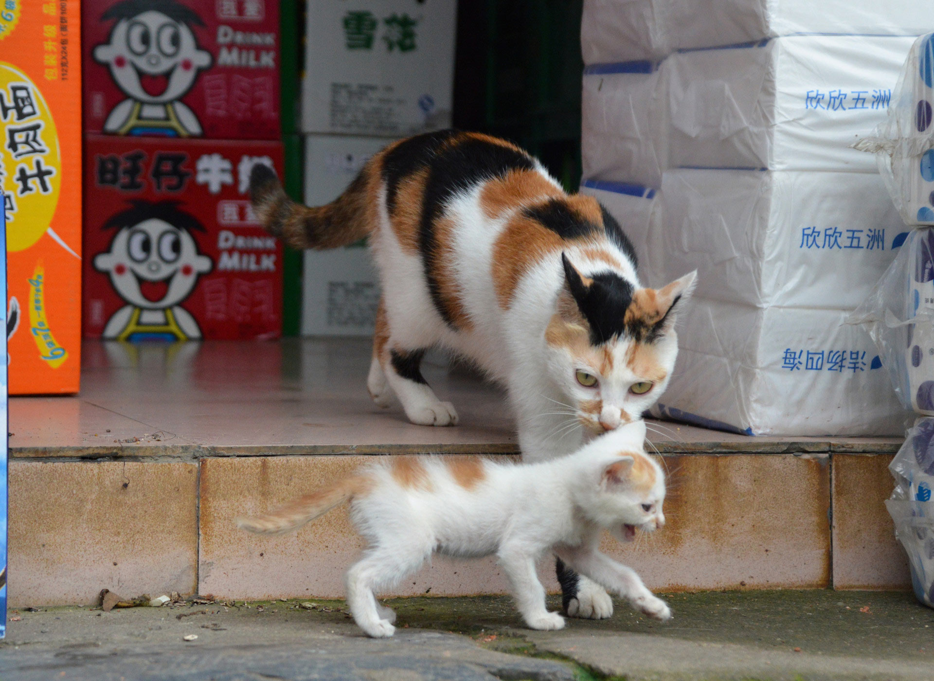 DSC_0286.JPG