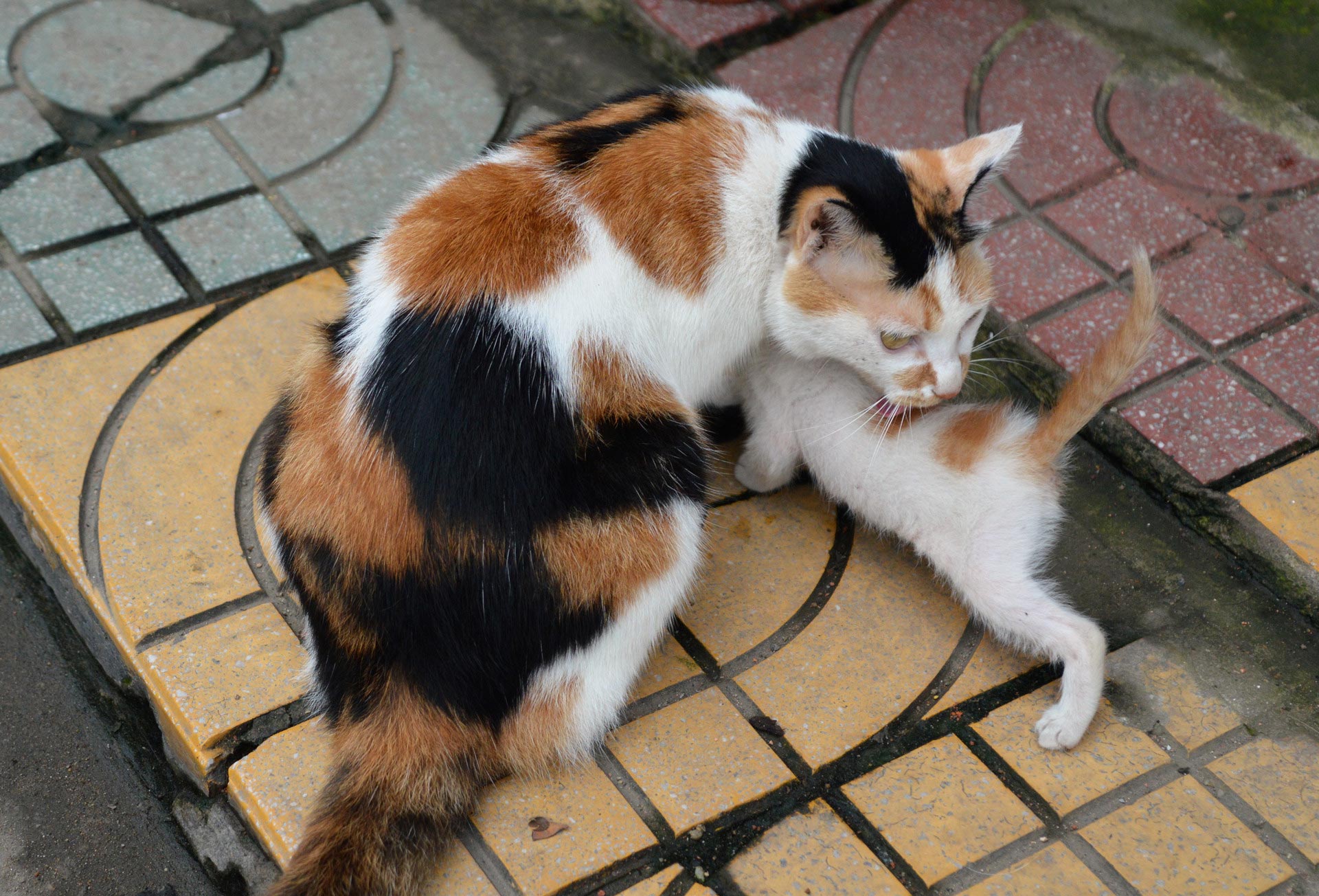 DSC_0311.JPG