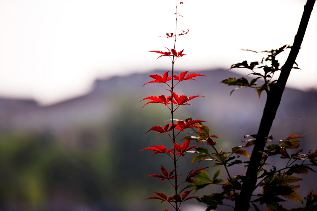 DSC_7051.JPG