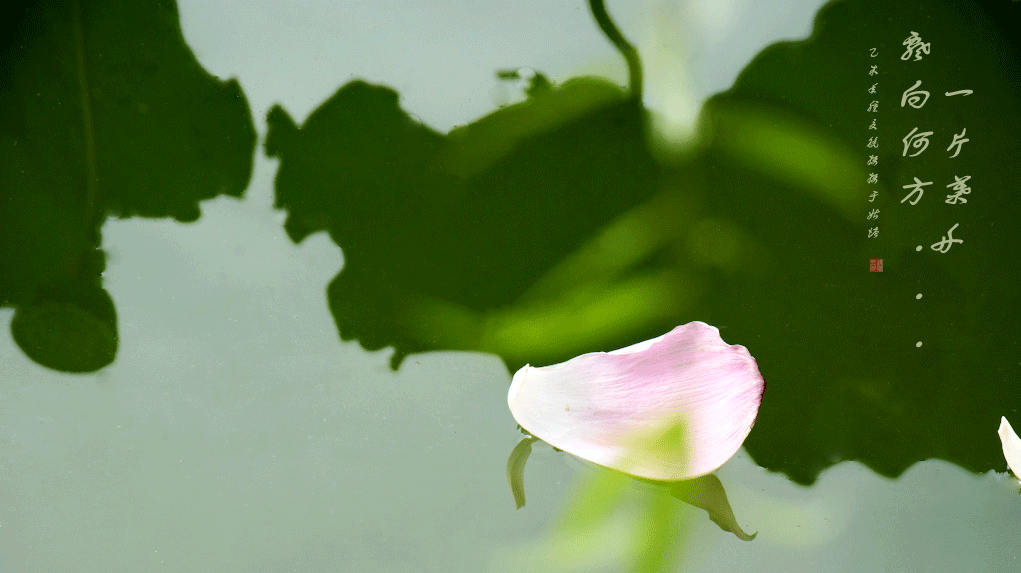 DSC_6267_副本.gif