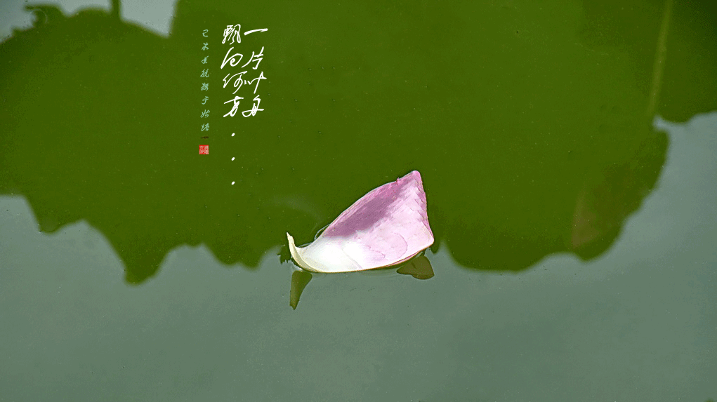 DSC_6264_副本.gif