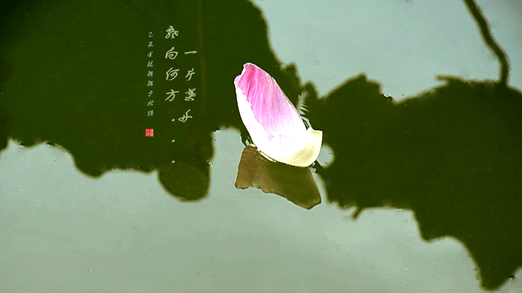 DSC_6265_副本.gif