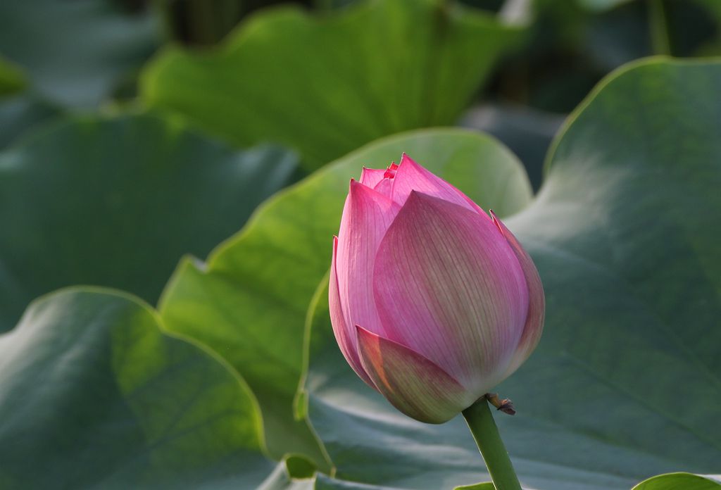 IMG_6803_副本.jpg