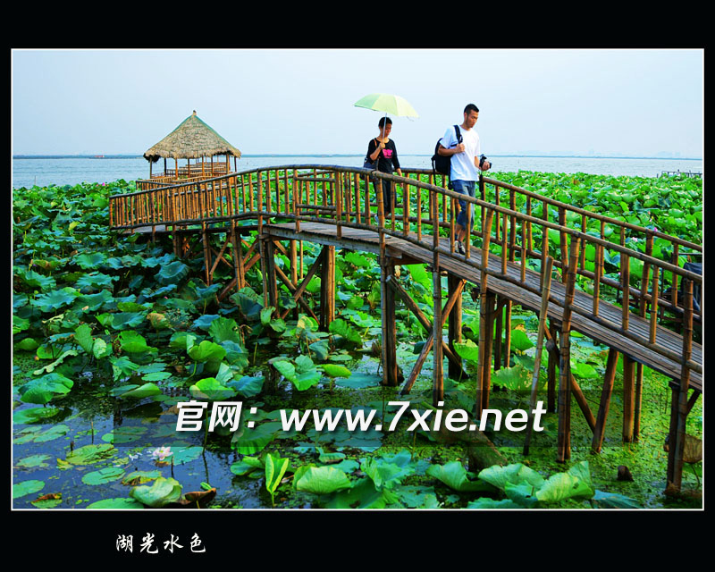 莲花1.jpg
