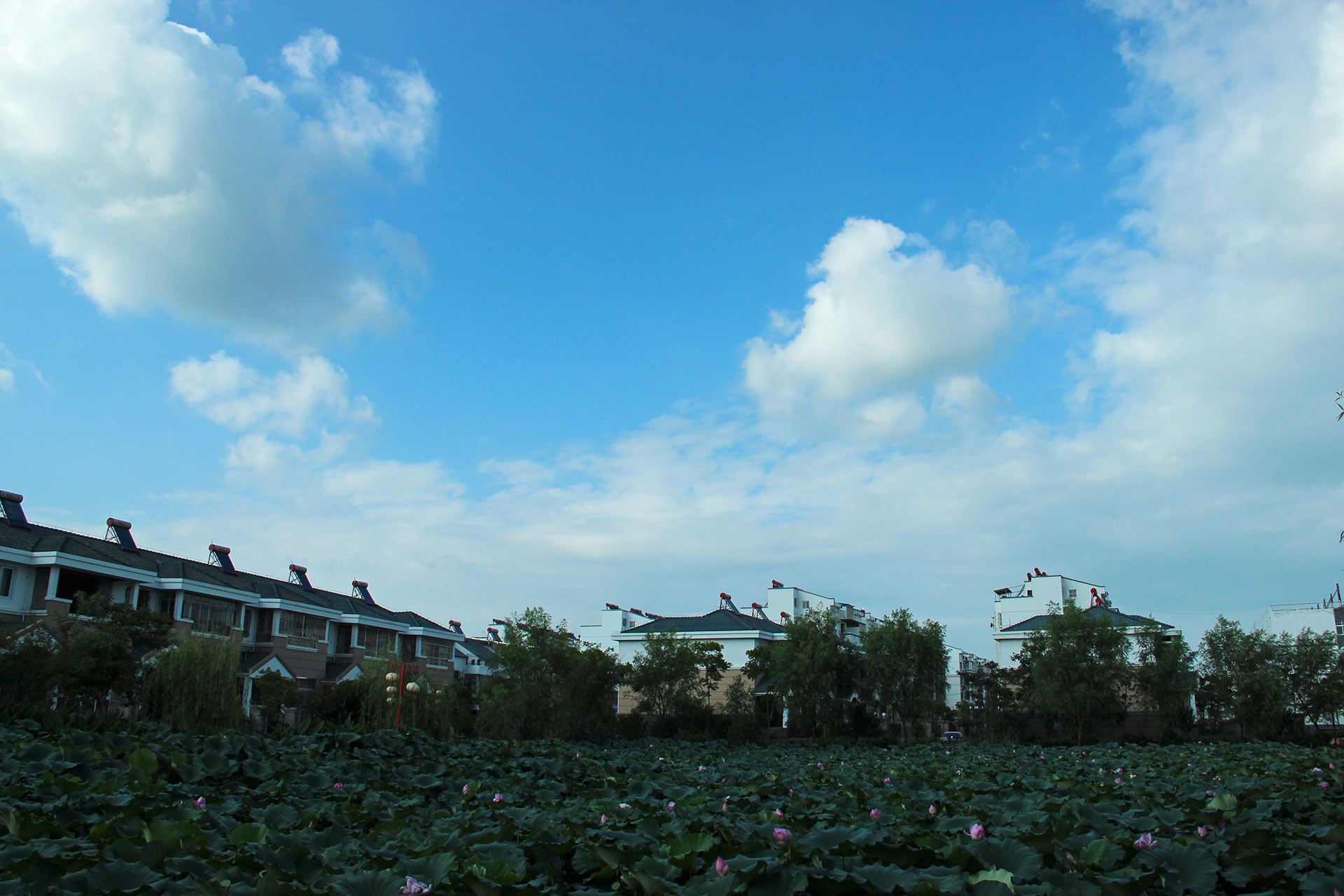 IMG_29061.jpg