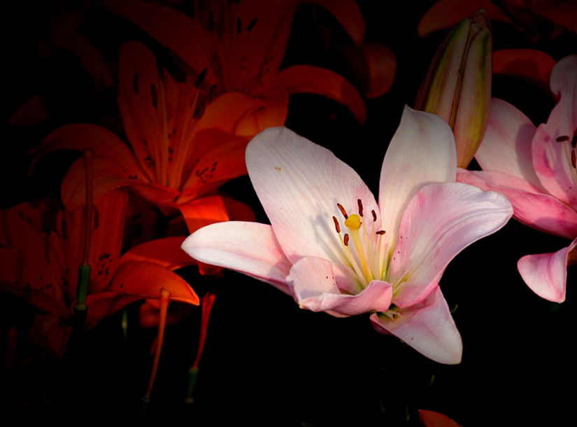 266-DSC_4295_副本_副本.jpg