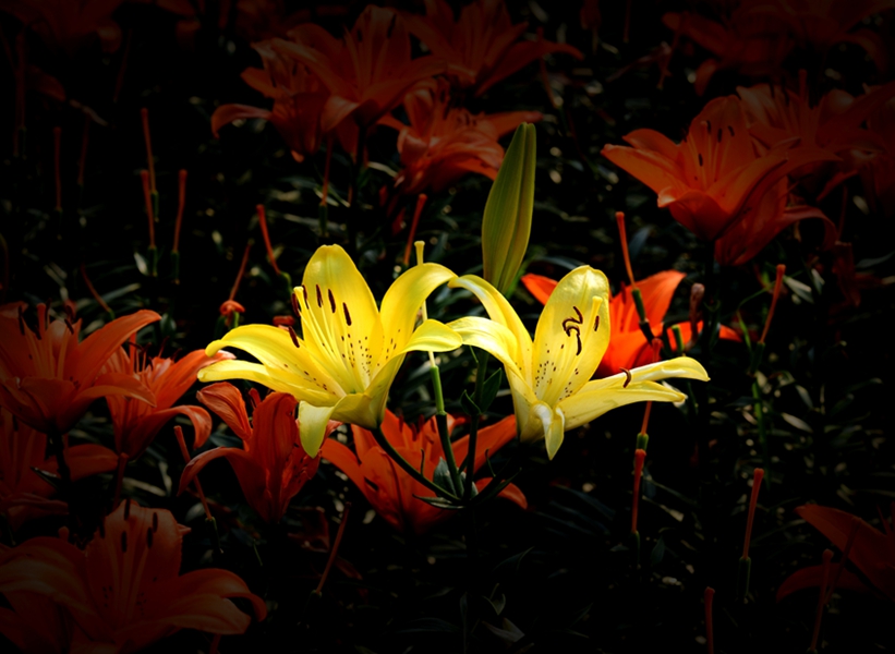 266-DSC_4316_副本_副本.jpg