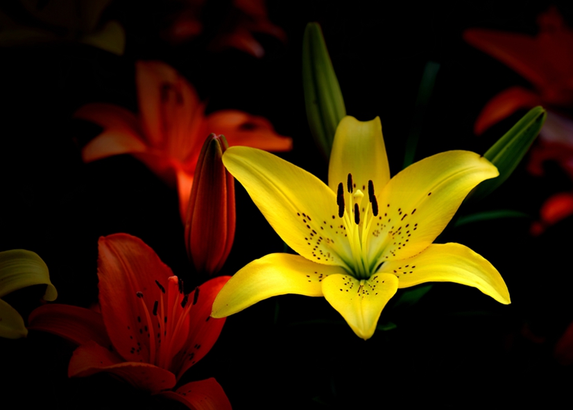 266-DSC_4426_副本_副本.jpg