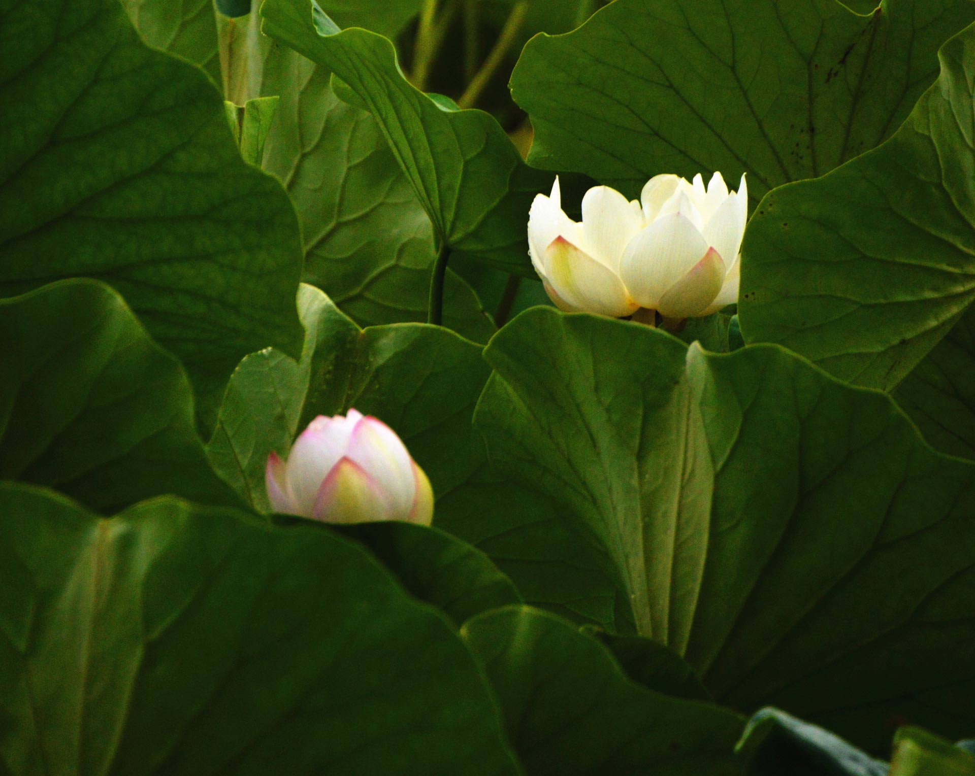 DSC_1346_副本.jpg