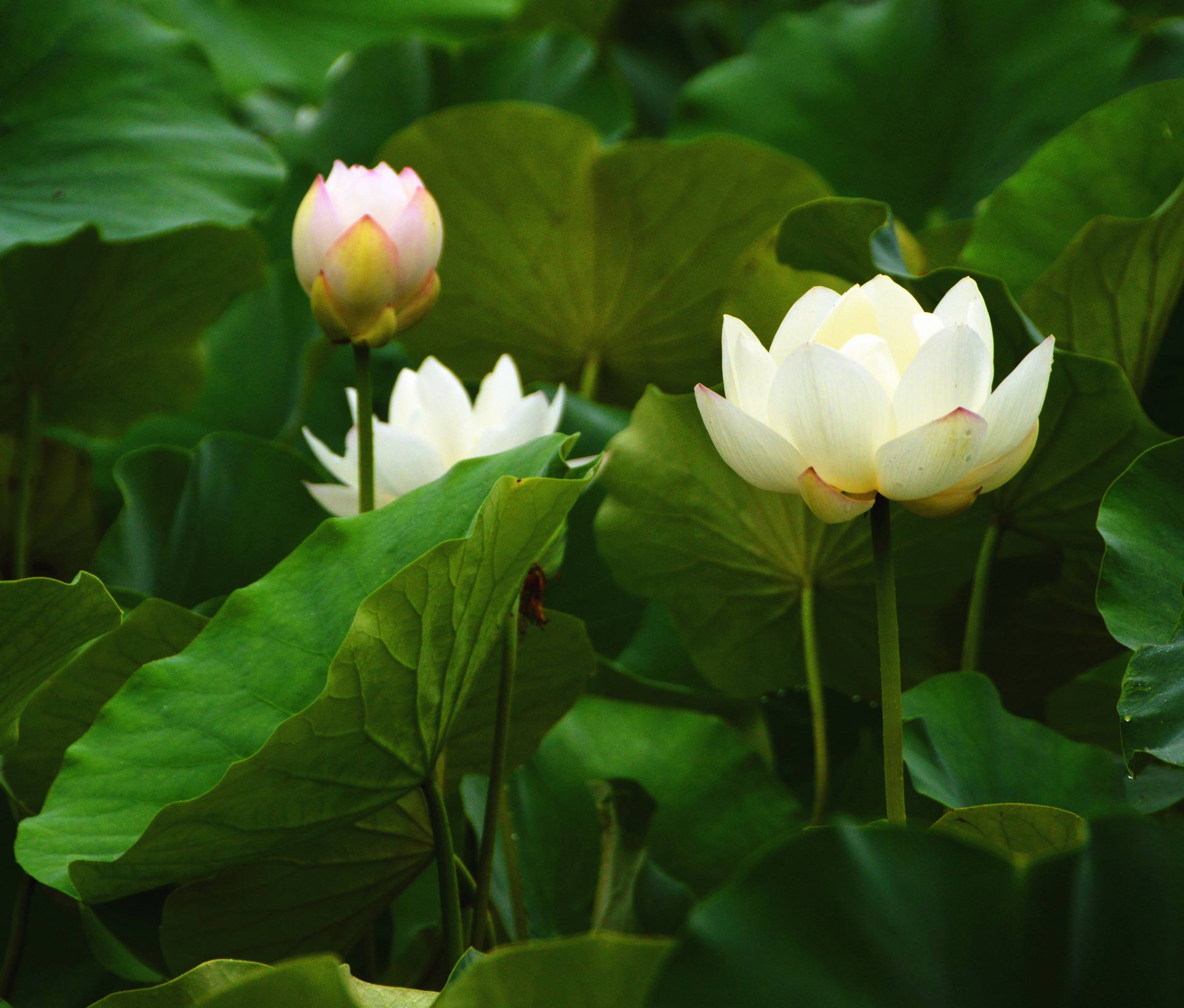 DSC_1367_副本.jpg